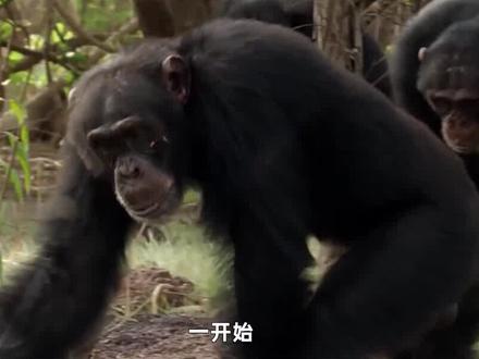 动物也会打仗了?非洲黑猩猩部落“群雄割据”,杀害同类毫不手软 #非洲黑猩猩 #动物打仗 #部落