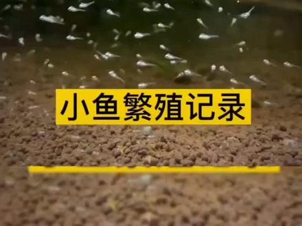 #养鱼日记 #鱼缸里的大自然 #草缸
荷兰凤凰鱼,学名Papiliochromis ramirezi,是最受欢迎的大型鲷鱼之一。性情温和,小巧玲珑,几乎终日在水族箱中不停地游动。易饲养,可与其他品种鱼混养。日常饲养时,在水族箱底部放些鹅卵石,使水质清澈。 雄鱼体狭长,体色较深;雌鱼腹部膨大,活动摇摇摆摆,体色较淡。