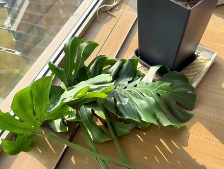 春暖花开,又到了给龟背竹剪叶子的时候#龟背竹 #剪子叶 #一镜到底 #绿植 #居家