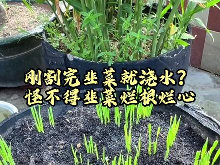 刚割完韭菜就浇水?怪不得韭菜烂根烂心 #AI #种植小技巧 #韭菜高产 #韭菜浇水 #草木灰
