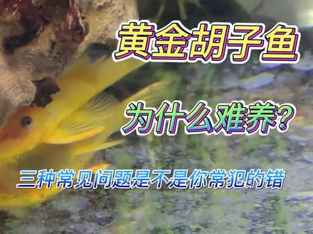 黄金胡子鱼为什么难养?三种常见问题是不是你常犯的错?