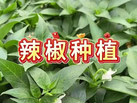 辣椒移栽后追肥用尿素还是复合肥 #辣椒#辣椒种植#种辣椒#辣椒种植技术#辣椒种植管理技术