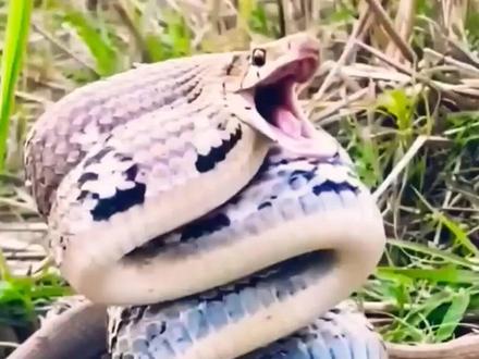 三索锦蛇 国内常见无毒蛇之三索锦蛇#蛇