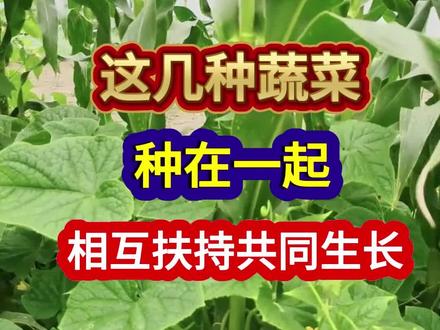 这几种蔬菜种在一起相互扶持共同生长 #蔬菜种植 #农业种植 #种植小技巧 #三农 #分享农业知识帮农民增产增收