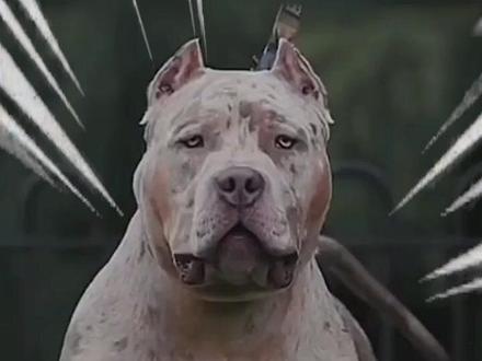 狗狗都知道开团要等坦克 #狗狗 #汪汪队 #猎犬