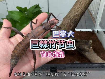 你们见过这么大的竹节虫吗 #异宠 #竹节虫