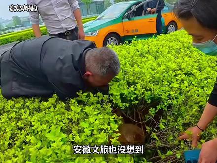 黄站长它出事那天,宣城站的出租车师傅们成了它最坚强的后盾 原创作者@柯基兵兵和花花 #黄站长 #宣城站 #动物救助