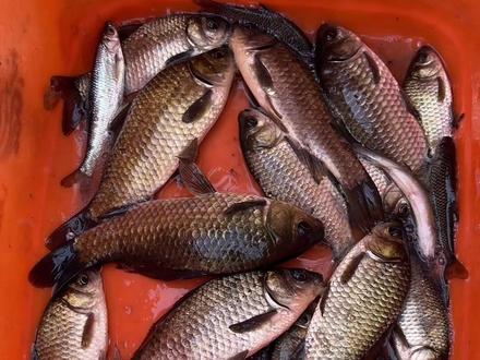 野钓唐河汴北佳苑鱼情汇报#野河野钓 #酒米打窝#野生大板鲫