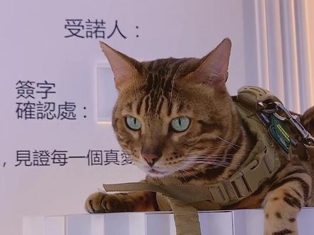 十几万猫情窦初开!!!