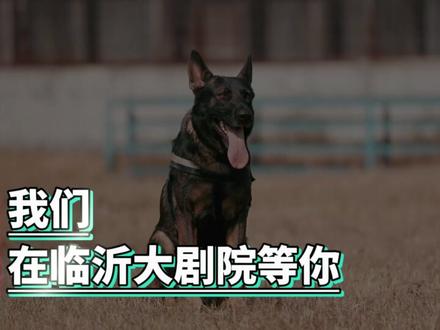 摸真枪撸警犬送小熊!官宣本周末,临沂市公安局警营开放日来啦! #警营开放日 #警察小熊 #临沂公安 @中国警方在线 @抖音小助手