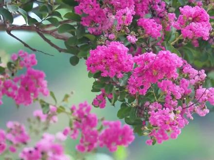 你还知道哪些省花?#花 #科普 #涨知识