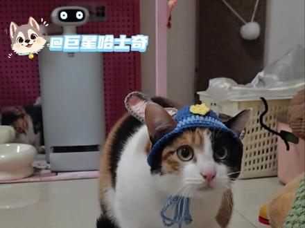 但凡网瘾小点,都不知道参考文献#蒸蚌 #萝卜纸巾猫认亲戚版 #猫咪 #猫咪的脑袋如奶油般 #萝卜纸巾猫认亲戚版