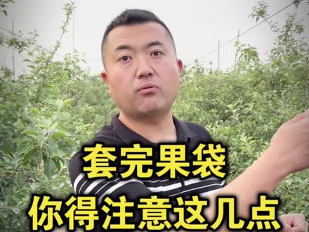 苹果套完袋,要注意什么?#套袋 #苹果树 #果园管理