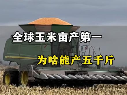 玉米种植管理技术 玉米种植,全球玉米亩产第一,为啥能产五千斤。 #玉米种植 #玉米种植技术 #玉米 #玉米高产 #农业种植