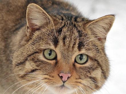 家猫的祖先-野猫 #神奇动物在抖音 #猫咪