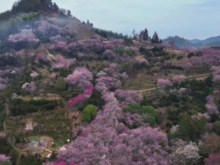 再过半个月 皖南卖花渔村迎来盛花期 #徽州 #皖南 #卖花渔村