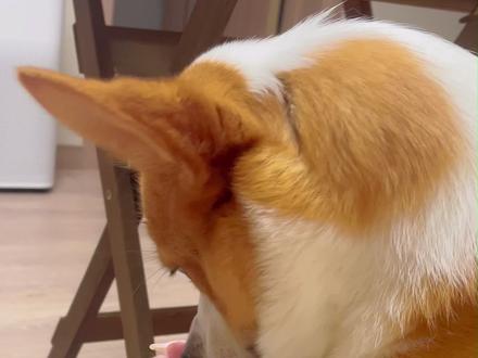 狗狗这样的行为你要重视#养狗人#养狗 #养狗经验分享 #狗狗舔脚 #狗狗啃脚