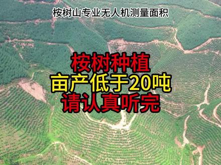 桉树种植亩产低于20吨,请认真听完#桉树测量 #桉树 #桉树种植 #无人机测量 #桉树高产