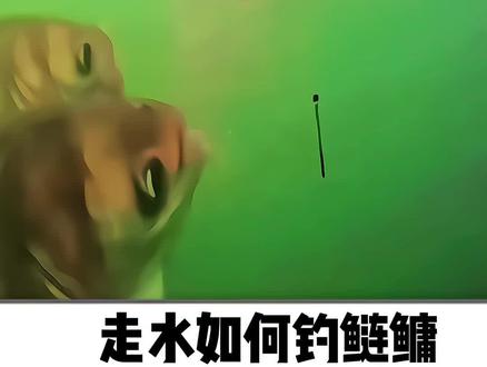 走水如何钓鲢鳙?解决办法他来了,一个视频教会你,并且花费少~邪修钓法弹簧分叉器#钓鲢鳙#钓鲢鳙技巧#鲢鳙饵料#回锅鲢鳙#黑坑鲢鳙