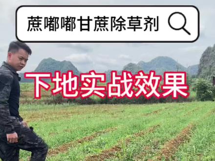 最美的风景,不是甘蔗地干干净净吗?#我是新农人 #种甘蔗 #除草