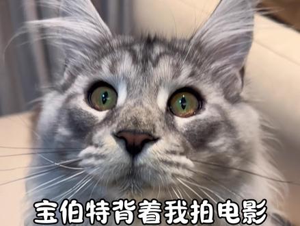 宝伯特缅因猫背着我拍电影
#缅因猫 #萌宠计划出道 #宝伯特 #猫咪日常 #猫咪
