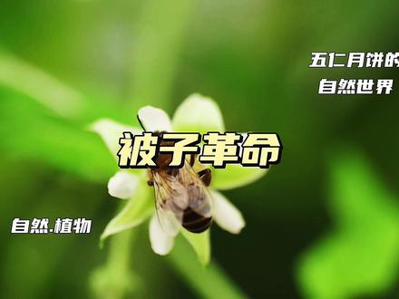 被子植物崛起与人类世 #植物史 #被子植物