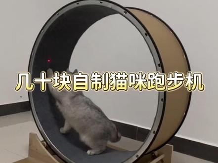 几十块自制猫咪跑步机,你也可以做~快给你家猫咪安排吧#猫咪跑步机 #猫咪跑酷 #手工 #猫咪