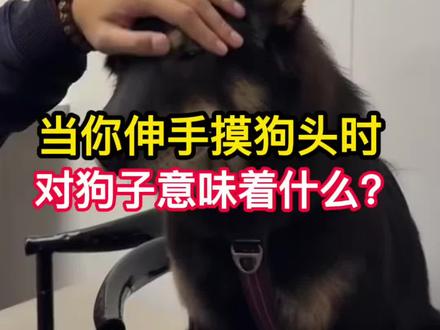 伸手摸狗头对它来说意味着什么#狗狗 #养狗人 #宠物狗 #萌宠 #科学养宠攻略