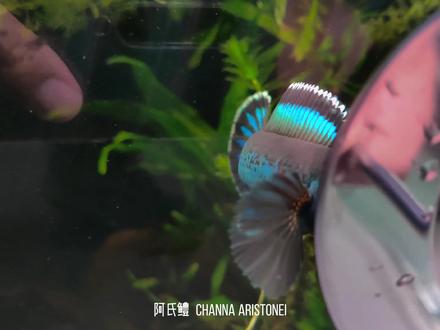 玩雷龙鱼之前,这些问题你得考虑清楚了!#雷龙 #雷龙鱼 #雷龙鱼怎么养 #养鱼日记 #观赏鱼推荐 #神奇动物