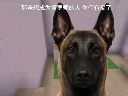 塔罗师教学来喽!#智商#塔罗#非人类#热门#马犬
