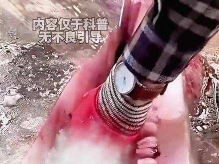 这些鱼千万不能吃?你知道吗?尤其是第 4 种!#鱼 #保护野生动物 #科普一下