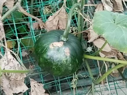 窝瓜花也分公母,教你分辨雌花和雄花。南瓜花是完全花吗?
