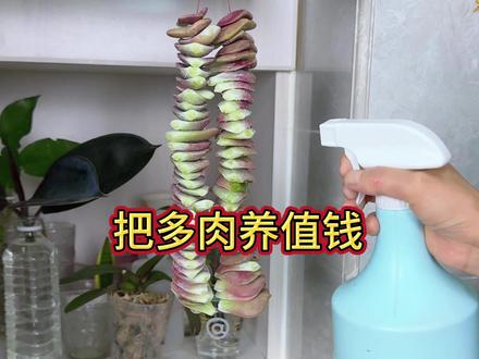 多肉像我这样养,能变得更值钱#花卉绿植 #养花小知识 #多肉 #花卉养护