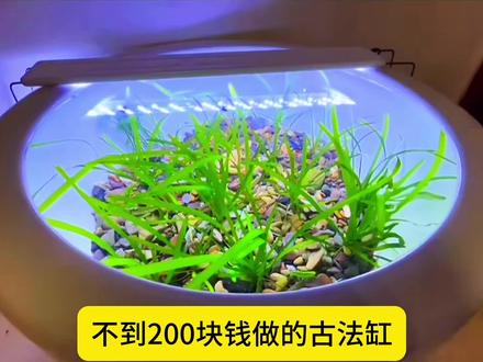 不到200块钱,做了一个养鱼缸,大家提提意见#水族 #养鱼人 #古法养鱼