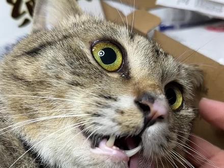为什么猫咪绝育会吐舌头?#冰冰团队给流浪猫找家 #猫咪绝育 #萌宠 #谁能拒绝傻憨憨的小猫咪 #科学养宠攻略