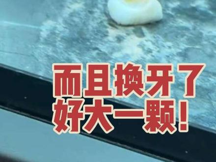刀哥不吃玉米的原因找到了。换牙了啦。老大一颗。#刀疤鲤 #暖心阿哲