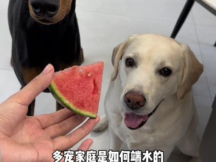 同时养两只狗如何让它们都满意的 #杜宾 #拉布拉多#养狗的乐趣