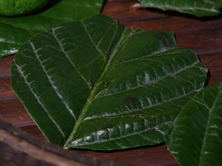 春日限定美食 鼠曲草做青团,带着田野的清香,软糯不腻,每一口都是春天的味道#新农人计划2026 #农村美食 #青团 #乡村守护人