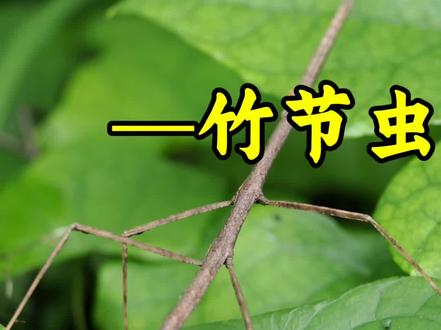 拟态高手——竹节虫。#昆虫科普