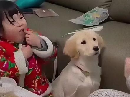 狗狗都快急得说话了#金毛幼犬#狗狗日常#治愈瞬间