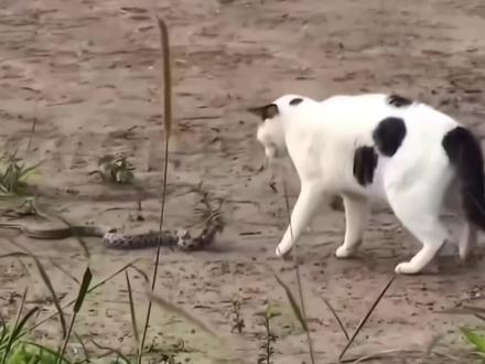 在猫的眼里 它就是慢动作#是谁教你这样拍猫咪的