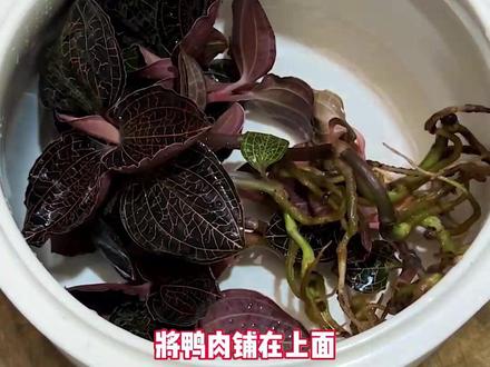 金线莲番鸭汤,鲜甜美味,好喝#优质农产品 #煲汤 #金线莲 #乡村守护人