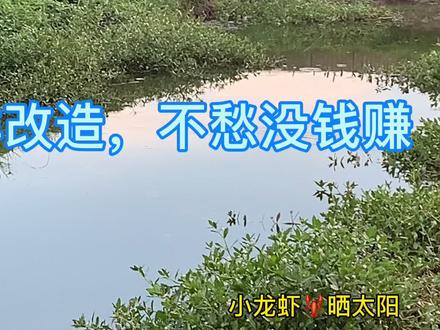 虾田这样改造,不愁赚不到钱
