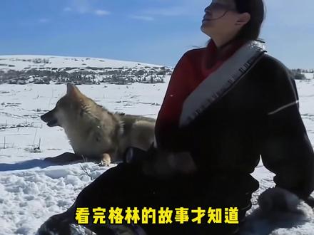 人类有可能会说谎,但是狼群不会#格林 #重返狼群 #牧民
