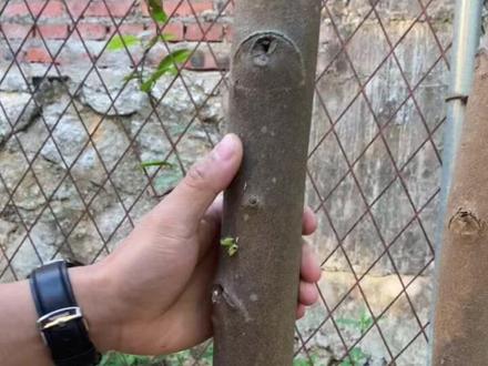 打孔是为了让树受伤,让其在自我修复中分泌出油脂,之后受到外部真菌感染结成伤疤,随着时间的推移从而达到结香目地 #奇楠沉香