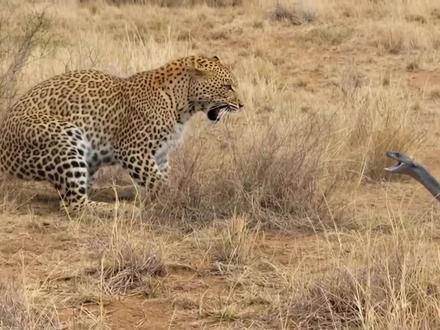 草原王者的落幕,反杀毒蛇,却扛不住狮群碾压+毒液侵蚀#动物世界 #神奇的动物在抖音 #动物解说 #花豹 #青年创作者成长计划