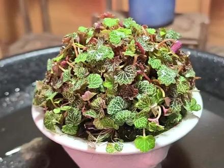做一盆好看的馒头堆姬虎耳草
#铜驼穆语#姬虎耳草#微型盆景#洛阳同城#苔藓微景观