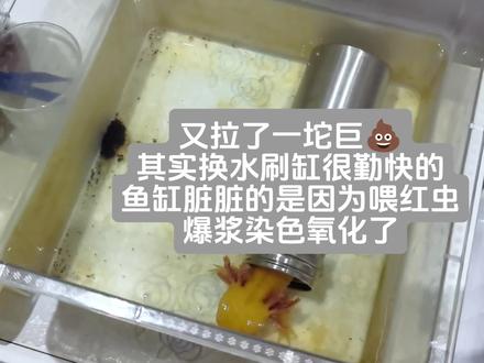 陈平安极简换水#六角恐龙 #六角蝾螈