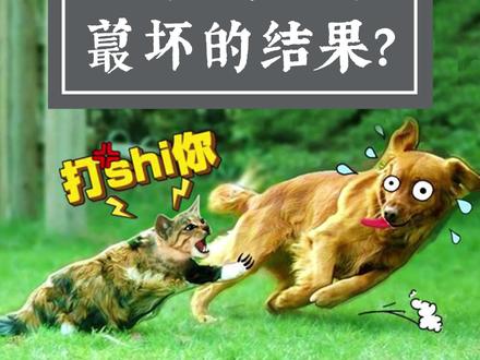 猫咪和狗狗咑袈蕞坏的结果就是两败俱伤,如果猫咪和狗狗咑袈要及时制止。#猫狗大战#猫 #科学养宠攻略 #狗狗 #宠物知识 #动物的迷惑行为 #宠物 #猫咪尾巴的秘密