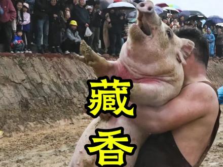 20260314,纳溪河抓猪活动,红土地村/新市街道/长寿区!#纳溪河的油菜花!@长寿湖旅游度假区 @长寿文旅 @新市发布